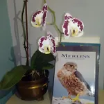 Mulberry Bed & Breakfast