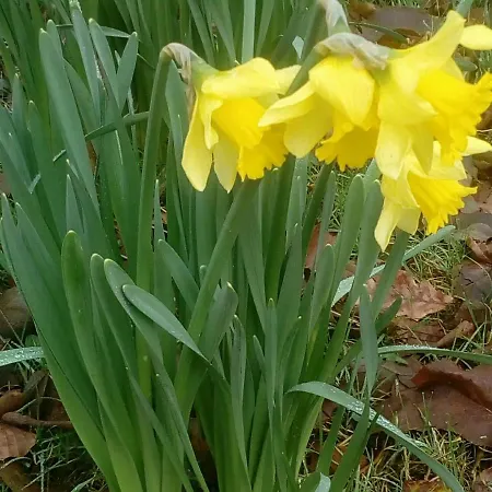 Frühstückspension Mulberry Blarney