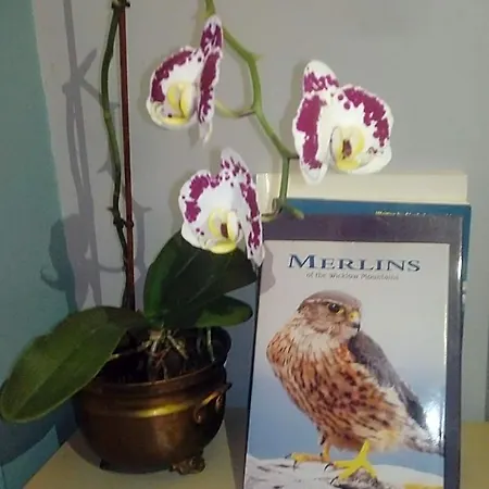 Mulberry بلارني