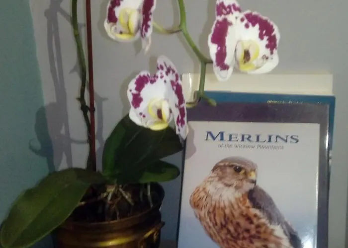 Mulberry Отель типа 